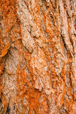 Portakal kabuğu ağaç, ayrıntı