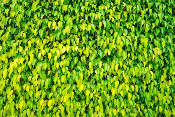 Яскраві зелені стіни Стокова Картинка