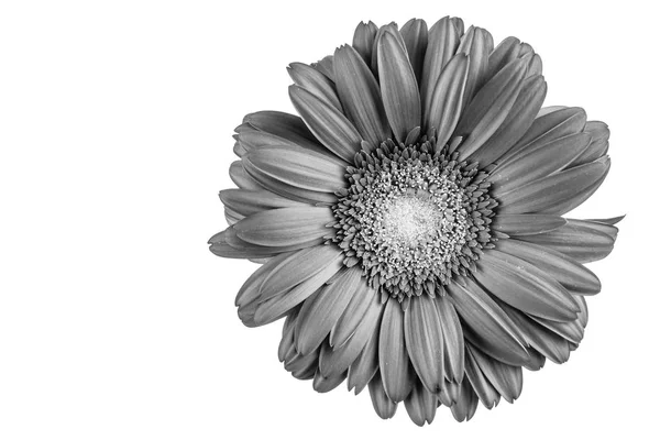 Квітка Гербера, чорно-біла Стокова Картинка