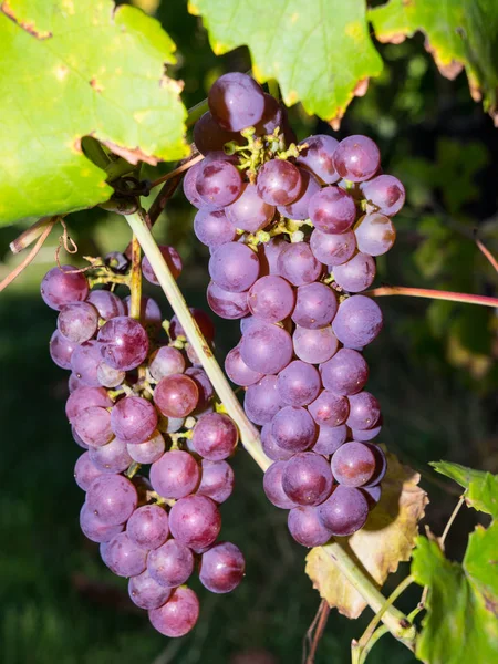 Букет винограду в винограднику Стокове Зображення