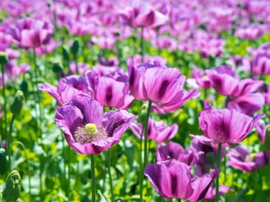 Mor haşhaş çiçekler, ayrıntı