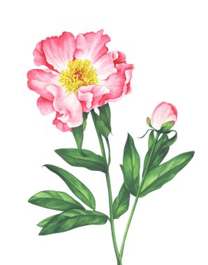Beyaz zemin üzerine suluboya peonies 