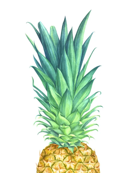 Akwarela ananas na białym tle — Zdjęcie stockowe