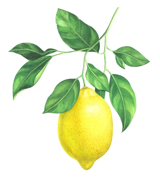 Watercolor lemon branch — Stock Photo, Image