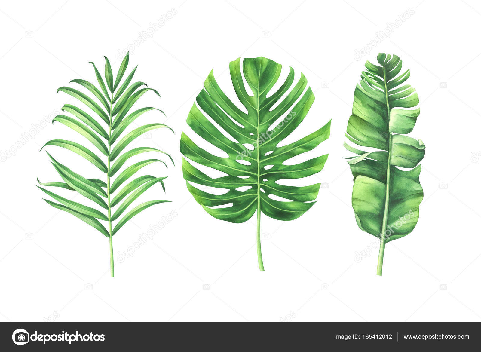 Download Watercolor tropical leaves set isolated on white ...