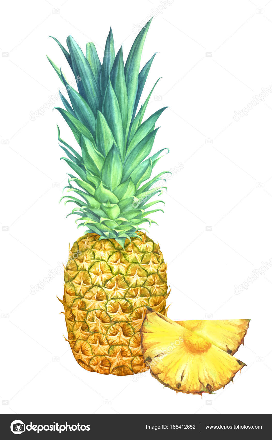 白い背景で隔離のスライスと水彩のパイナップル ストック写真 C Aleksandramartukova Gmail Com