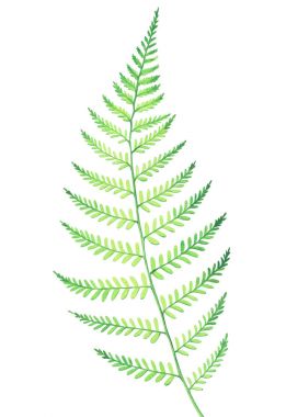 Suluboya fern beyaz arka plan üzerinde izole.