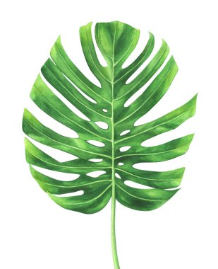 Monstera bitki beyaz arka plan üzerinde izole tropikal yaprak.
