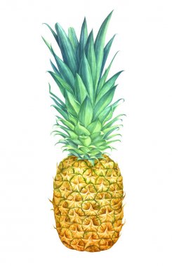 Beyaz arkaplanda izole edilmiş suluboya ananas.