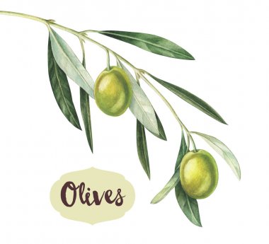Watercolor green olive branch clipart