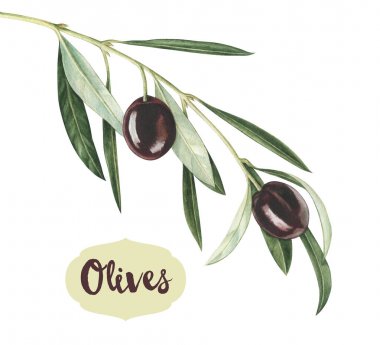 Suluboya Siyah Zeytin dalı