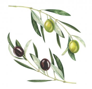 Beyaz arka plan üzerinde izole suluboya zeytin dalı.