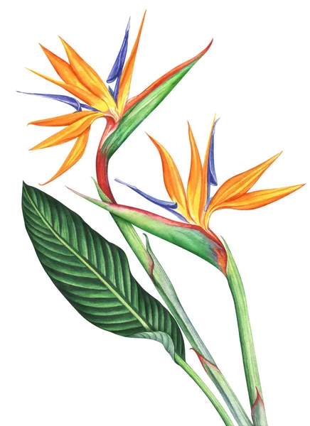Květiny akvarel Bird of Paradise izolovaných na bílém pozadí. — Stock fotografie
