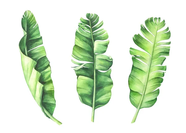 Тропические банановые листья — стоковое фото
