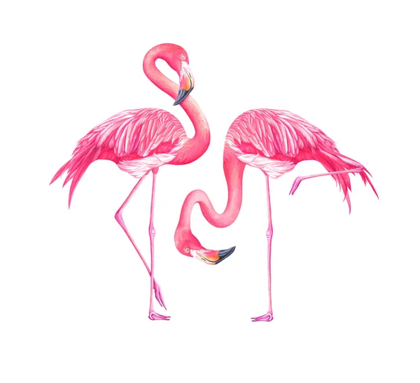 Ensemble de flamants roses exotiques aquarelle isolé sur fond blanc — Photo