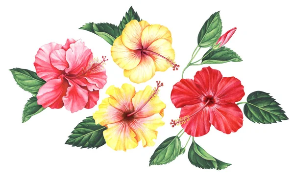 Conjunto aquarela de flores de hibisco com folhas e broto isolado no fundo branco . — Fotografia de Stock