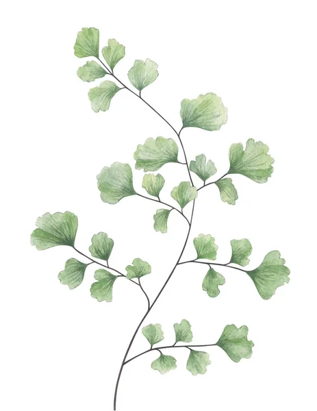 Akvarell vénuszhaj növény fern elszigetelt fehér background. — Stock Fotó