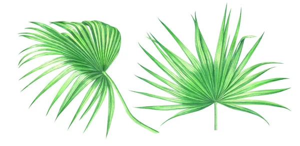 Aquarell-Palmblätter isoliert auf weißem Hintergrund. — Stockfoto