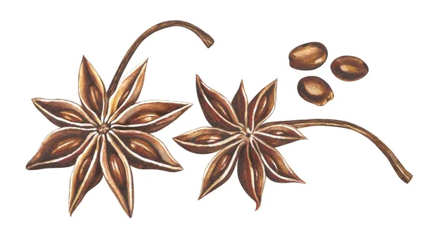Akvarelu badyánu se semeny izolovaných na bílém pozadí. — Stock fotografie