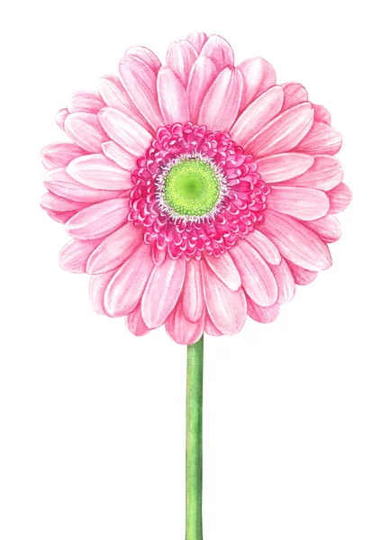 Gerbera de acuarela rosa sobre fondo blanco — Foto de Stock