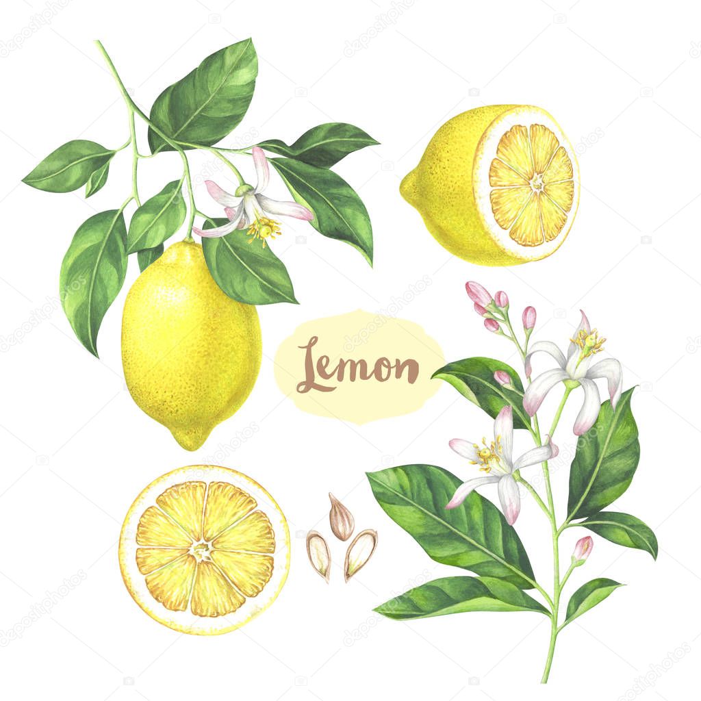 Watercolor lemon collection. Fruit, leaves and flowers isolated on white background.