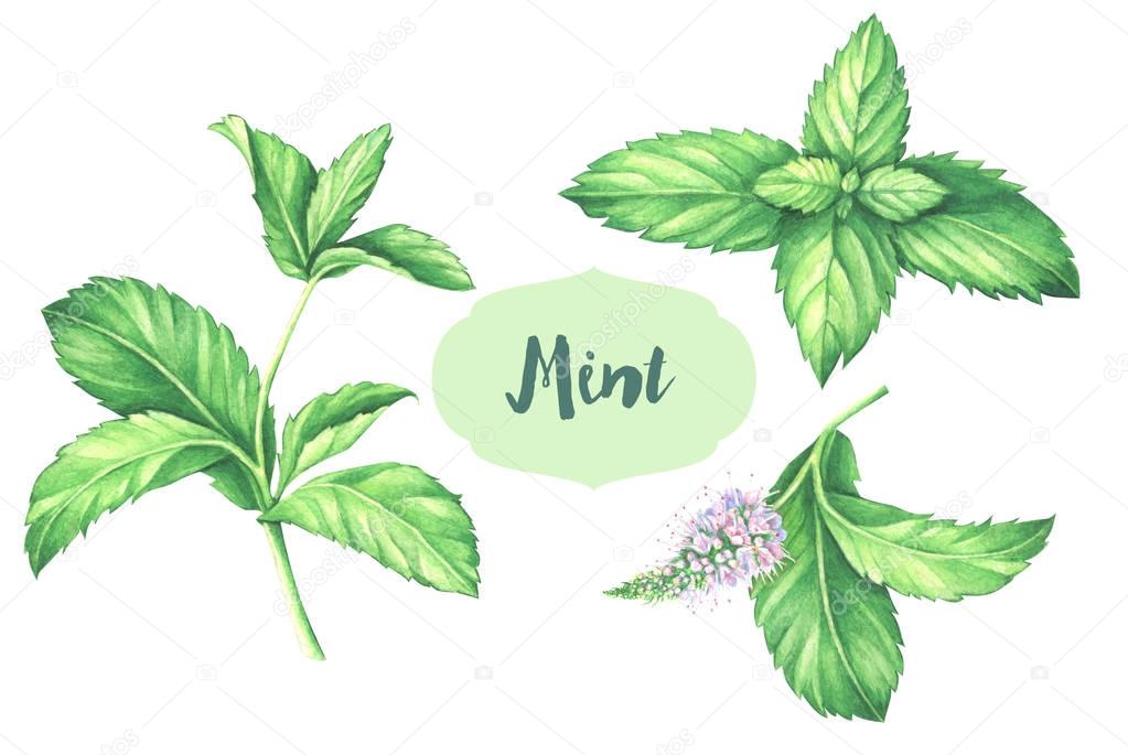 Watercolor mint collection. Mint leaf with mint flower isolated on white background.