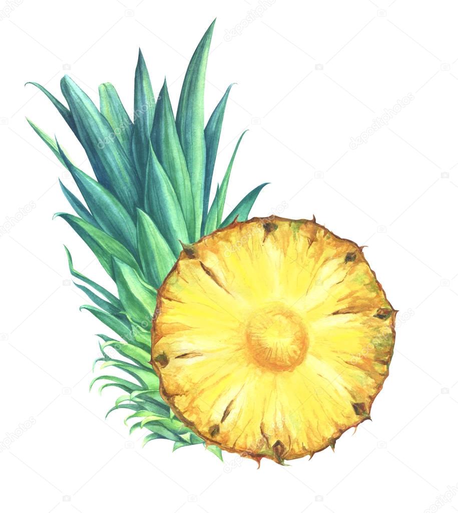 Watercolor pineapple slice closeup isolated on white background.