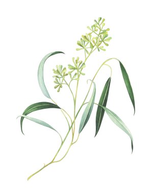 Beyaz arka plan üzerinde izole tohumları ile suluboya okaliptüs şube