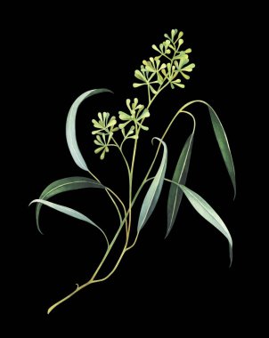 Tohumlar siyah arka plan üzerine suluboya okaliptüs şube