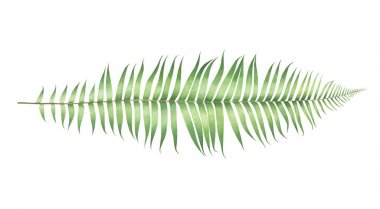 Suluboya fern beyaz arka plan üzerinde izole.