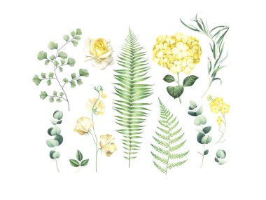 Botanical set of eucalyptus branches, fern and yellow flowers isolated on white background clipart