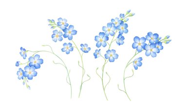 Suluboya kümesi unut beni beyaz arka plan üzerinde izole çiçekler.