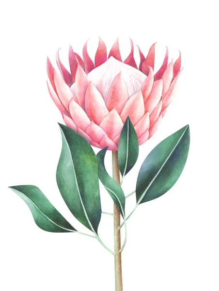 Aquarelle Roi protea isolé sur fond blanc — Photo