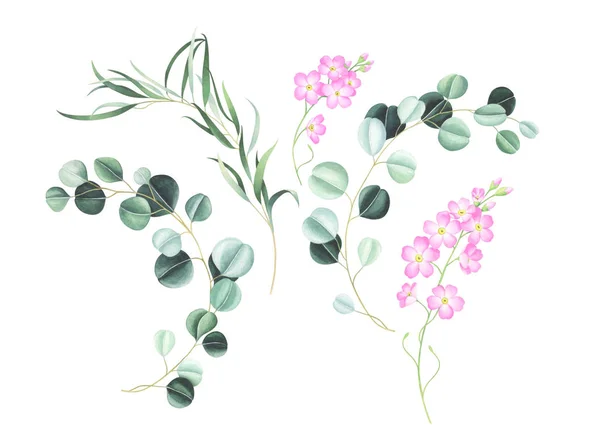 Zestaw Różowy Zapomnij Mnie Nie Kwiaty Eukaliptusa Białym Tle Ilustracja — Zdjęcie stockowe