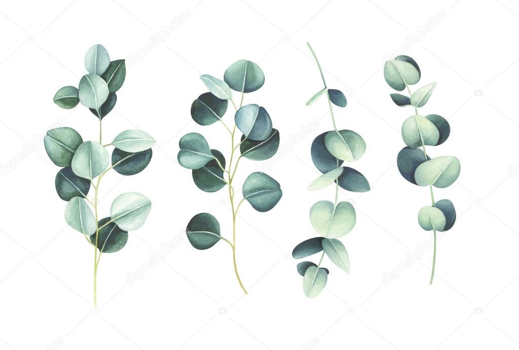 Set of watercolor eucalyptus branches isolated on white background