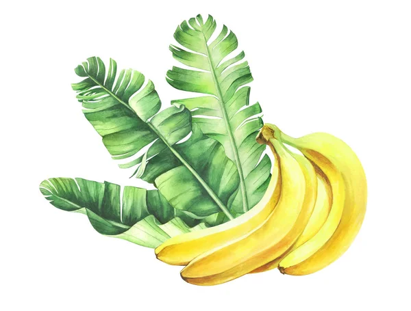 Bananas Maduras Com Folhas Isoladas Fundo Branco Ilustração Aquarela Desenhada — Fotografia de Stock