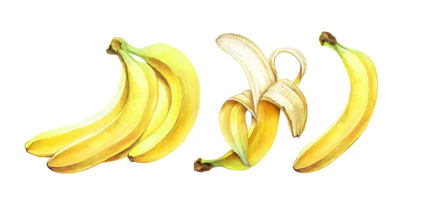 Het Aantal Rijpe Bananen Geïsoleerd Witte Achtergrond Hand Getekend Aquarel — Stockfoto