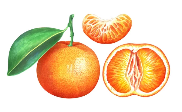 Mandarina Aislada Sobre Fondo Blanco Acuarela Dibujada Mano Ilustración — Foto de Stock