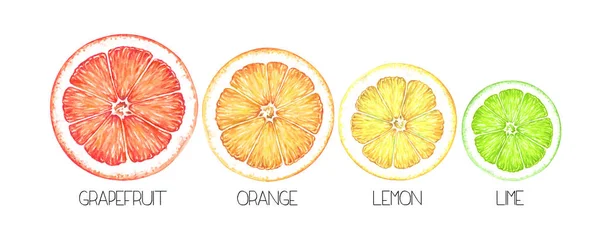 Sada Zralých Citrusových Plodů Izolovaných Bílém Pozadí Ručně Tažené Akvarel — Stock fotografie