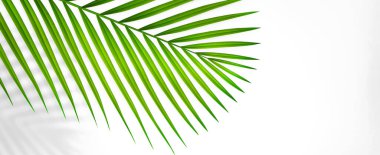 Kopya alanı olan yaz arkaplanı. Gölgeli tropikal palmiye dalının üç boyutlu çizimi. Asgari yaz konsepti.