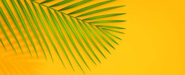 Fotokopi alanı olan renkli yaz arkaplanı. Gölgeli tropikal palmiye dalının üç boyutlu çizimi. Asgari yaz konsepti.