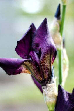 İris, bahçe, çiçek, çiçek, çiçek