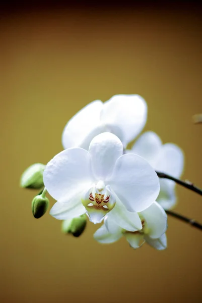 Orquídea Flor Flor Flor —  Fotos de Stock