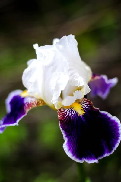 Iris Garden Blossom Bloom Flower — Stock Photo, Image