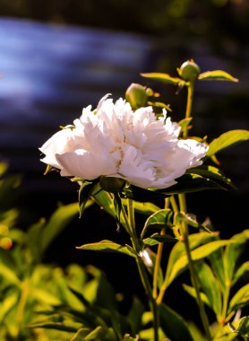 Çiçek, çiçek, çiçek, bahçe.