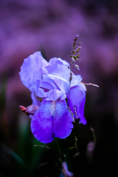 Flower Blossom Bloom Garden — Stock Photo, Image
