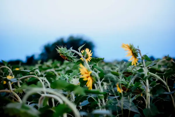 Tournesol Nature Été Jaune — Photo