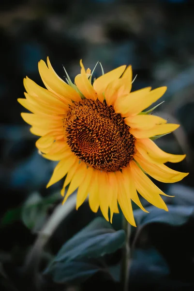 Girassol Natureza Verão Amarelo — Fotografia de Stock