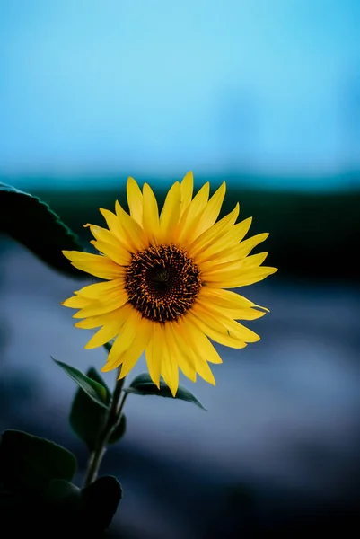 Girassol Natureza Verão Amarelo — Fotografia de Stock