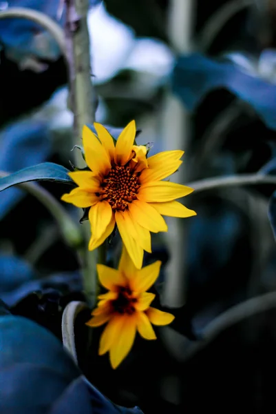 Girassol Natureza Verão Amarelo — Fotografia de Stock